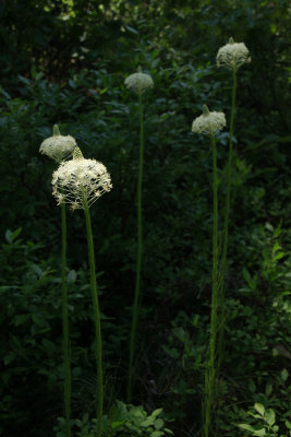 Xerophyllum asphodeloides- Turkeybeard