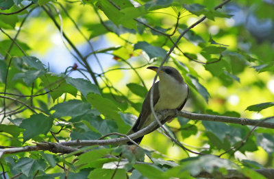 Yellow-billed Cuckoo
