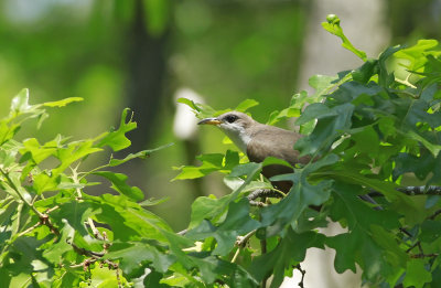 Yellow-billed Cuckoo