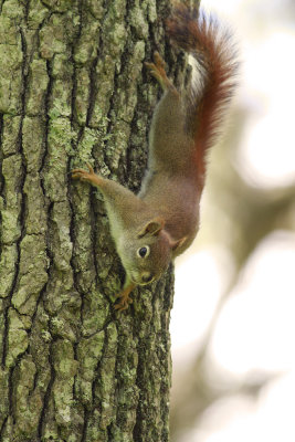 Red Squirrel