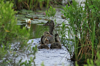 Mallards