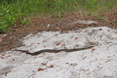 Northern WaterSnake