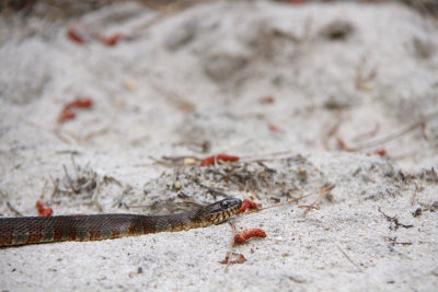 Northern WaterSnake