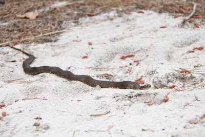 Northern WaterSnake