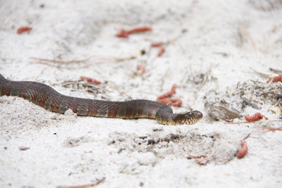 Northern WaterSnake