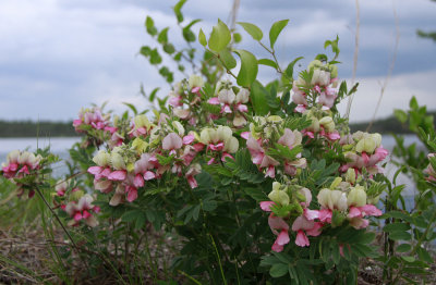 Tephrosia virginiana-Goat's Rue