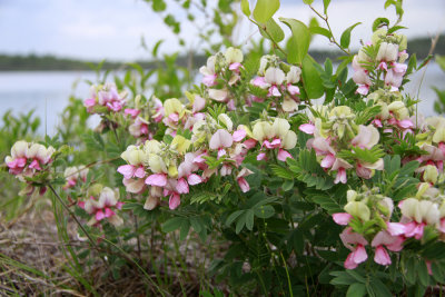 Tephrosia virginiana-Goat's Rue