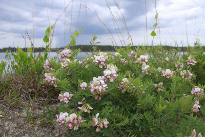 Tephrosia virginiana-Goat's Rue