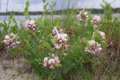 Tephrosia virginiana-Goat's Rue