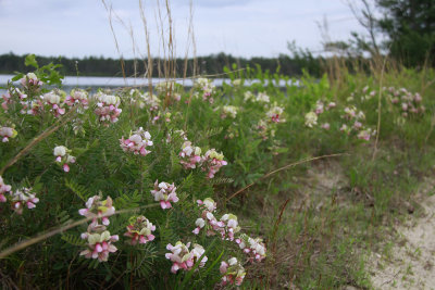Tephrosia virginiana-Goat's Rue