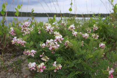 Tephrosia virginiana-Goat's Rue