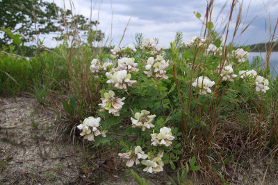 Tephrosia virginiana-Goat's Rue