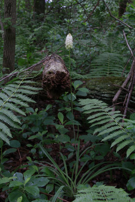 Amianthium muscaetoxicum- Fly Poison