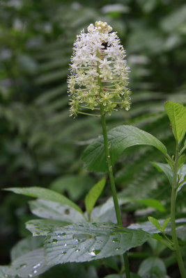 Amianthium muscaetoxicum- Fly Poison