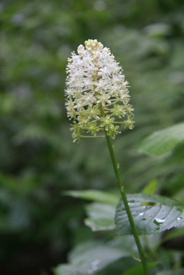 Amianthium muscaetoxicum- Fly Poison