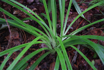 Amianthium muscaetoxicum- Fly Poison