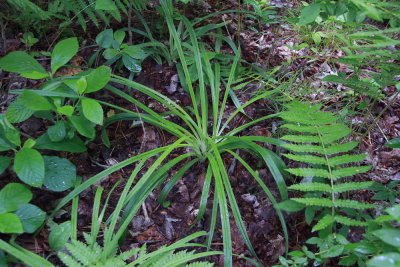 Amianthium muscaetoxicum- Fly Poison