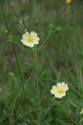  Potentilla recta- Sulfur Cinquefoil