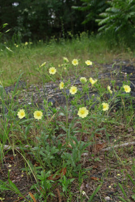  Potentilla recta- Sulfur Cinquefoil