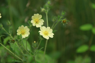  Potentilla recta- Sulfur Cinquefoil