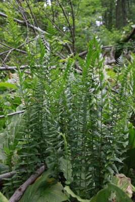 Dryopteris cristata- Crested Wood Fern