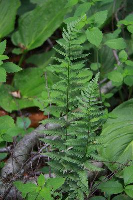 Dryopteris cristata- Crested Wood Fern