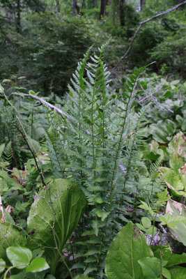 Dryopteris cristata- Crested Wood Fern