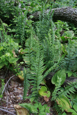 Dryopteris cristata- Crested Wood Fern