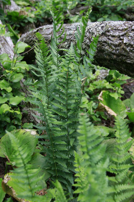 Dryopteris cristata- Crested Wood Fern