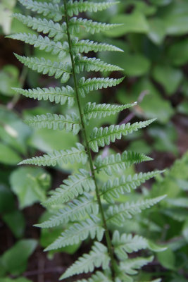 Dryopteris cristata- Crested Wood Fern