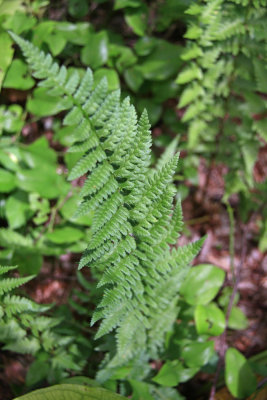 Dryopteris cristata- Crested Wood Fern