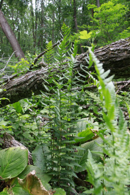 Dryopteris cristata- Crested Wood Fern