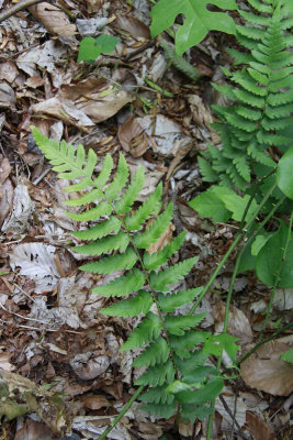 Dryopteris cristata- Crested Wood Fern