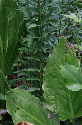 Dryopteris cristata- Crested Wood Fern