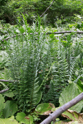 Dryopteris cristata- Crested Wood Fern