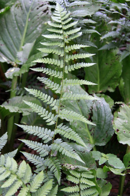 Dryopteris  bootii- (Dryopteris cristata x intermedia)