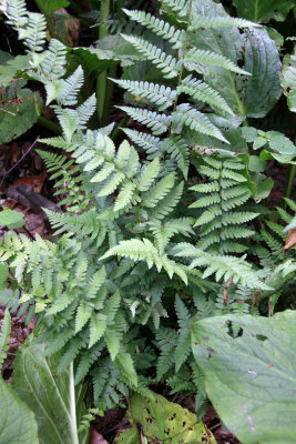 Dryopteris  bootii- (Dryopteris cristata x intermedia)