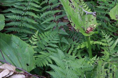 Dryopteris  bootii- (Dryopteris cristata x intermedia)