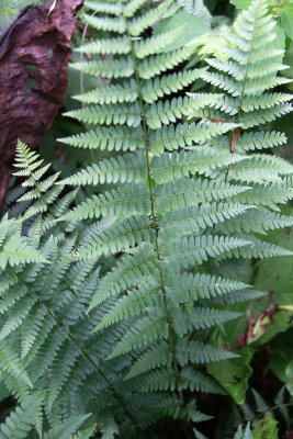 Dryopteris  bootii- (Dryopteris cristata x intermedia)