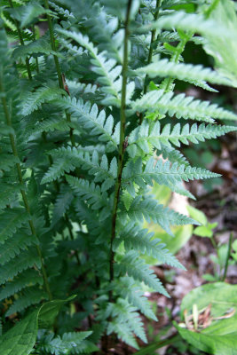 Dryopteris cristata- Crested Wood Fern