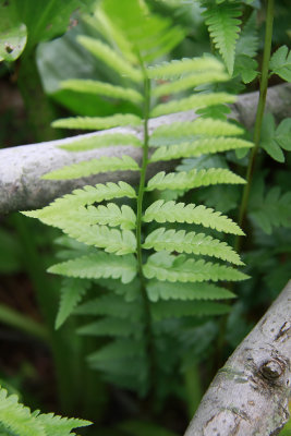 Dryopteris cristata- Crested Wood Fern