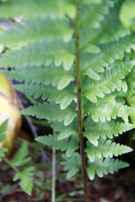 Dryopteris cristata- Crested Wood Fern