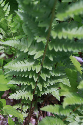 Dryopteris cristata- Crested Wood Fern