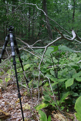 Very tall Jack-in-the-Pulpit