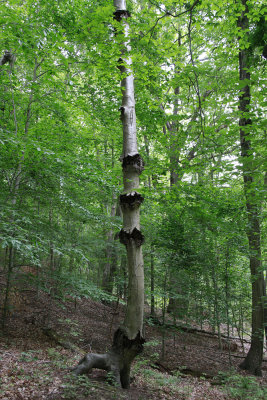 _MG_3262.jpg