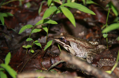 Wood Frog