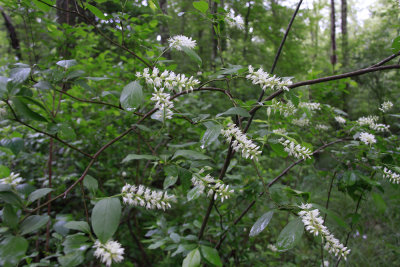 Itea virginica- Virginia Sweetspire