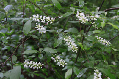 Itea virginica- Virginia Sweetspire
