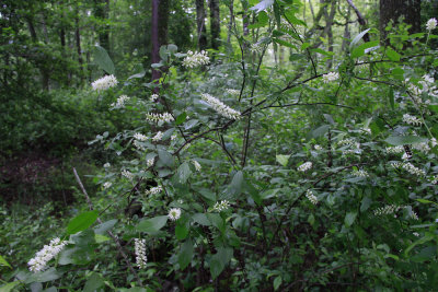 Itea virginica- Virginia Sweetspire