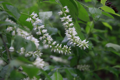 Itea virginica- Virginia Sweetspire